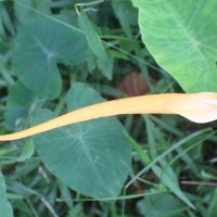 Colocasia esculenta (L.) Schott